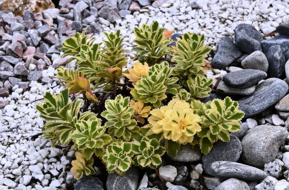 Rozchodník takesimenský (Sedum takesimense) 'Atlantis' 