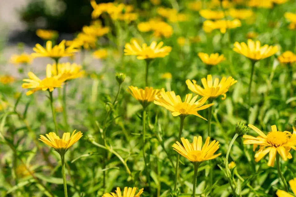volské oko, volovec vrbolistý (Buphthalmum salicifolium)