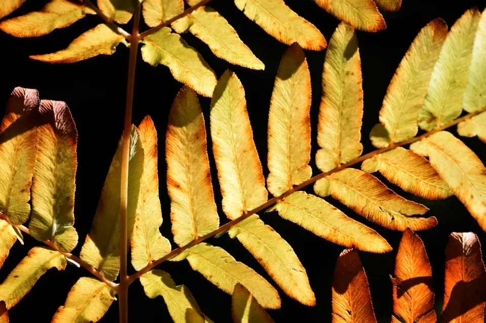 podezřeň královská (Osmunda regalis)