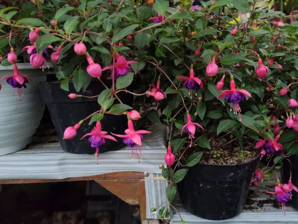 Fuchsie