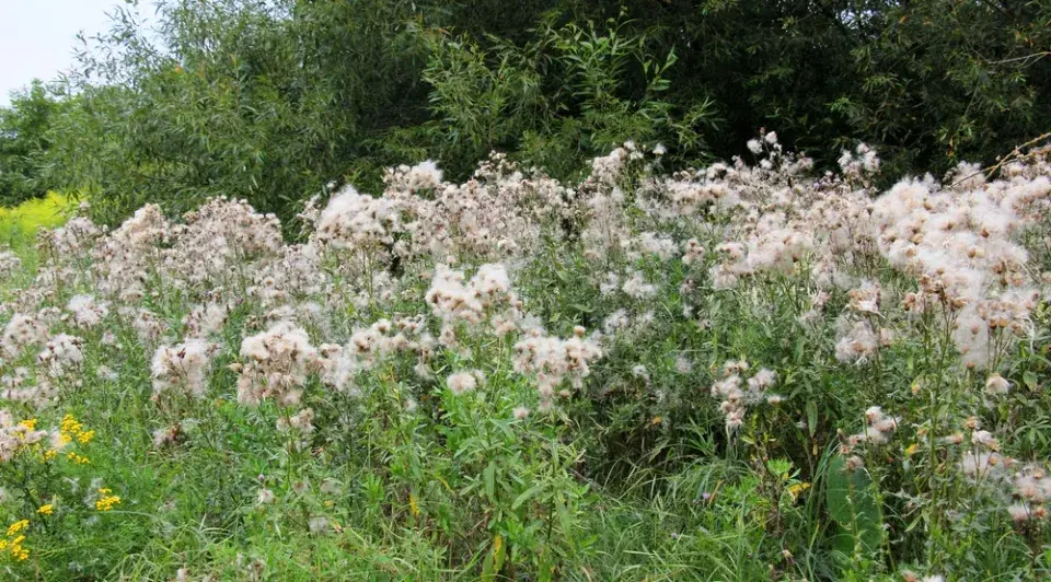 Pcháč rolní (Cirsium arvense) 