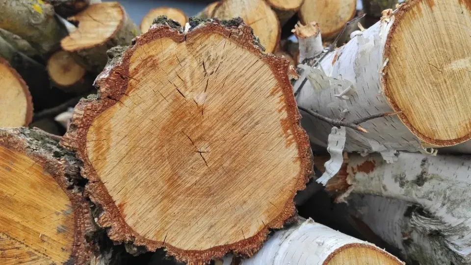 Které dřevo na topení hoří dobře a které může dělat problémy?