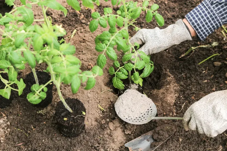 3 domácí triky pro zdravější a chutnější rajčata, to je soda, popel a droždí