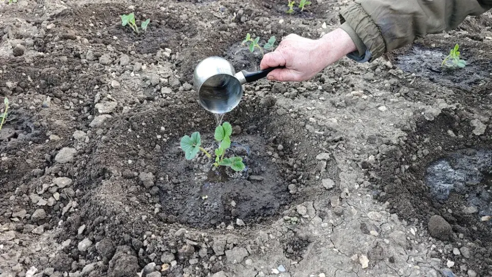 Kyselina jantarová jako podpůrná zálivka pro rostliny