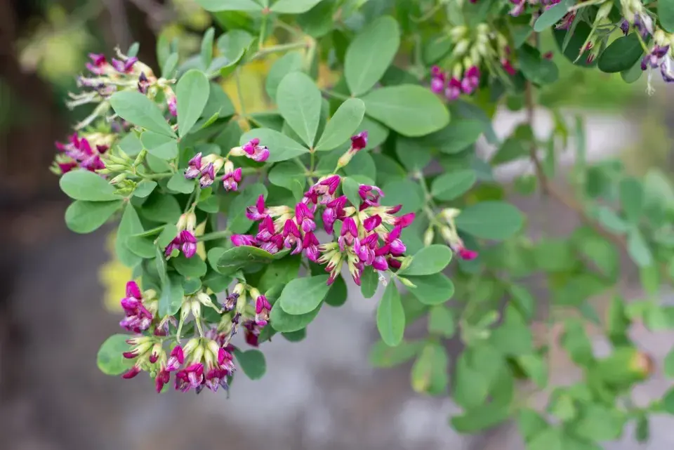 Lespedézie Thunbergova (Lespedeza thunbergii)