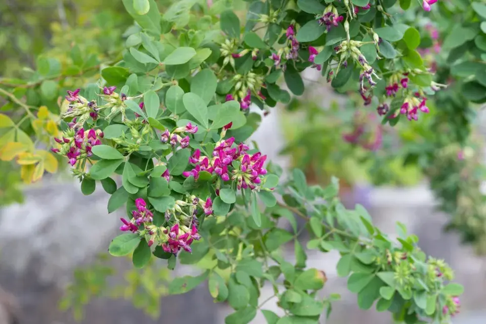 Lespedézie Thunbergova (Lespedeza thunbergii)