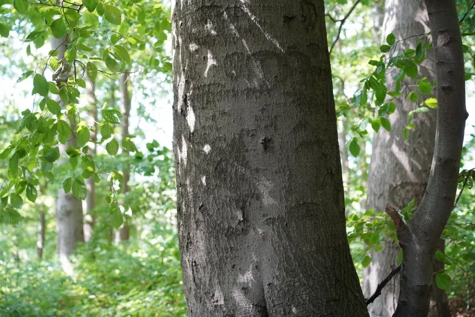 Jasan, buk, dub a další stromy jako dřevo na topení