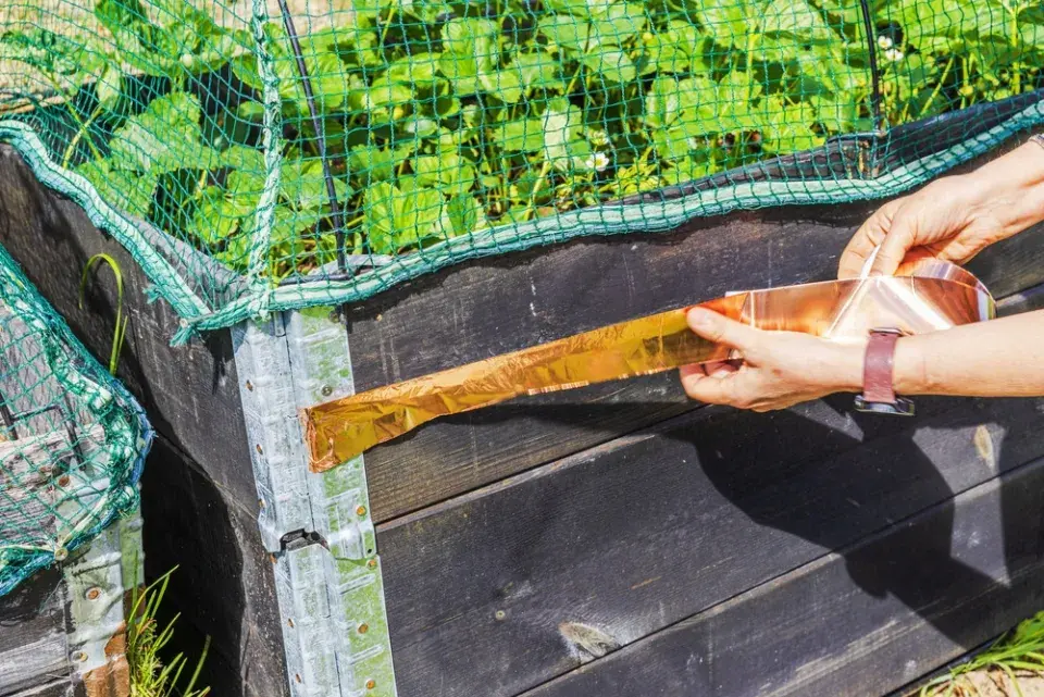 Hubení slimáků pomocí pastí a triky pro ochranu záhonů