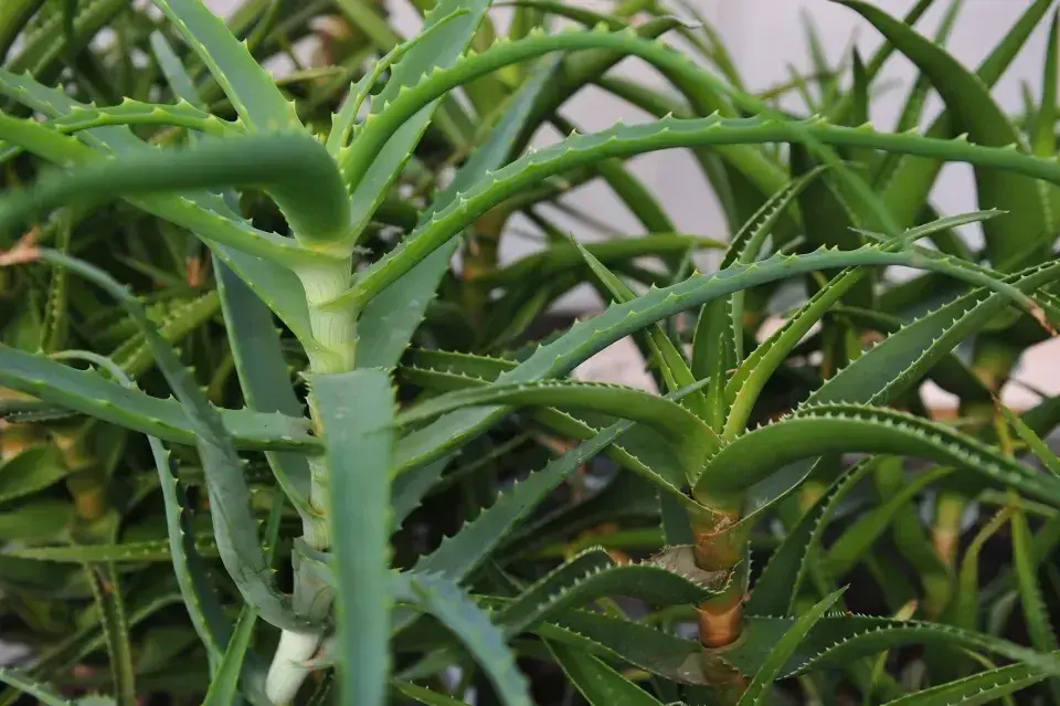 Péče o aloe vera