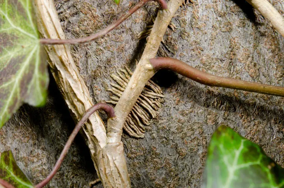 Břečťan (Hedera helix)