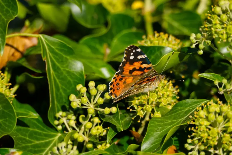 Břečťan (Hedera helix)