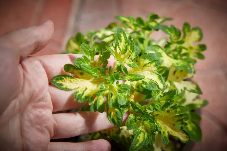 africká kopřiva (Coleus scutellarioides)