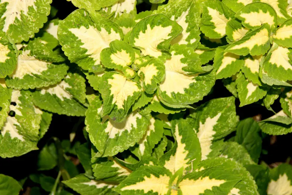 africká kopřiva (Coleus scutellarioides)