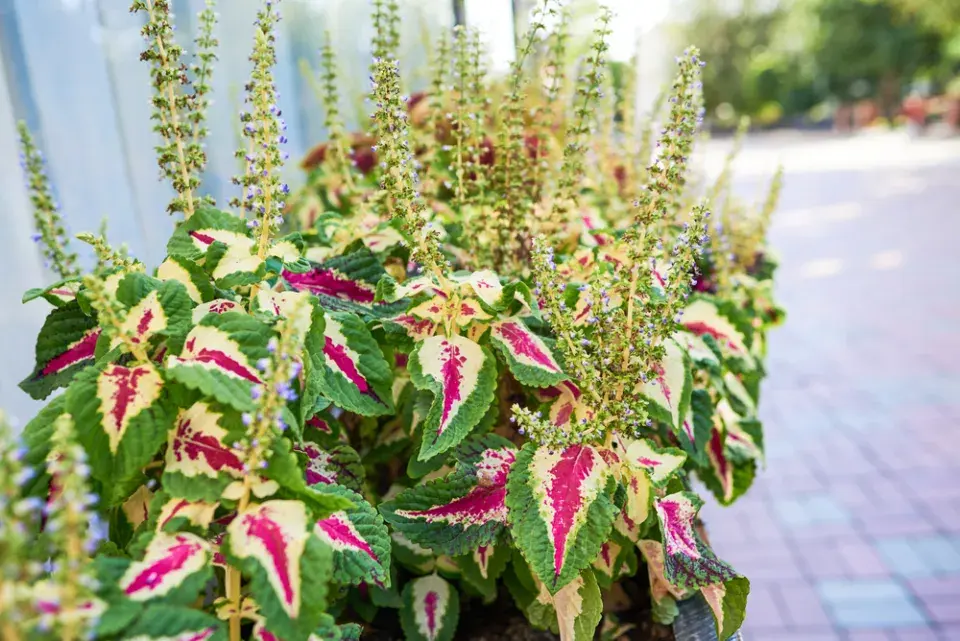 africká kopřiva (Coleus scutellarioides)