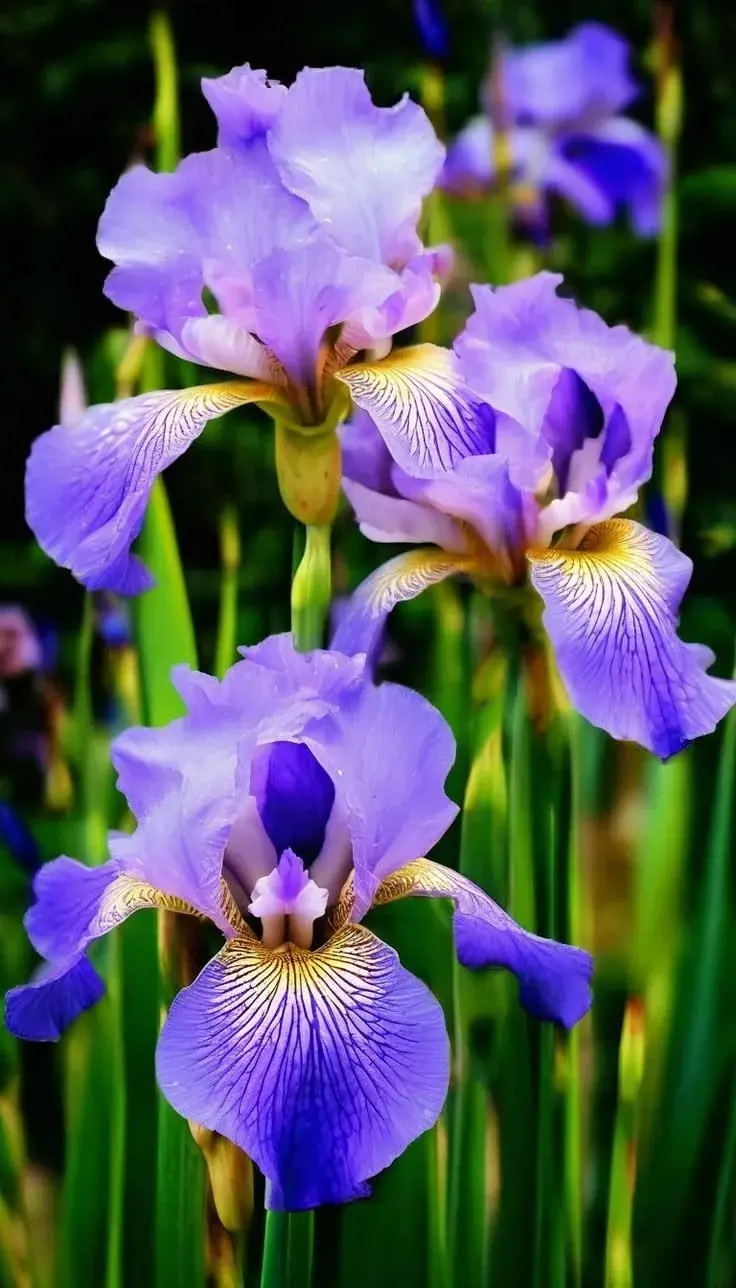 Kosatec (Iris)