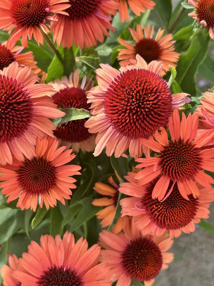 Echinacea