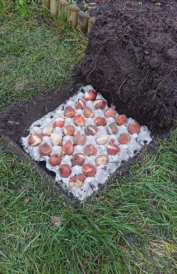 Plato od vajec