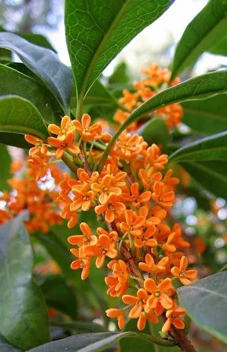 Oranžová