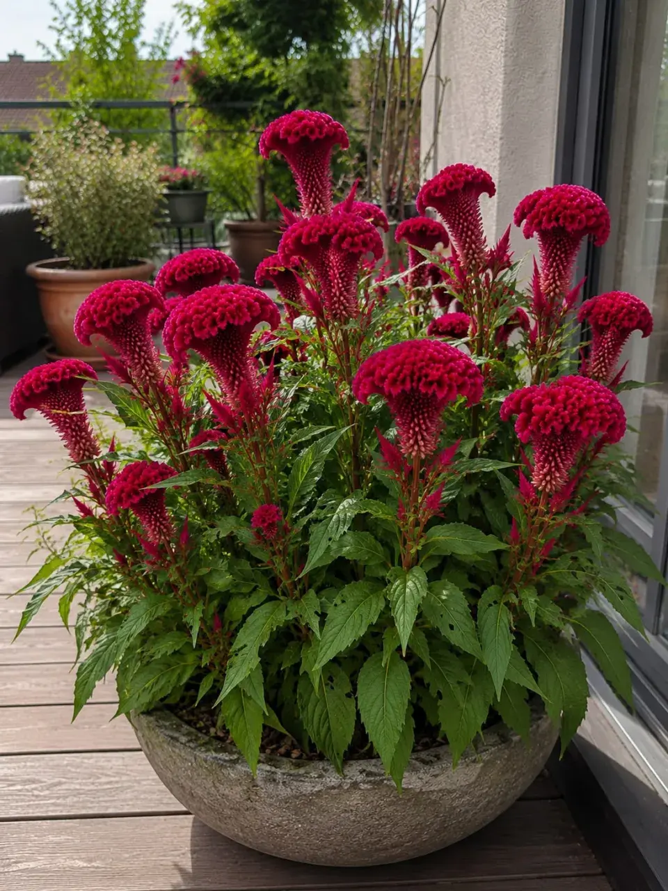 Celosia