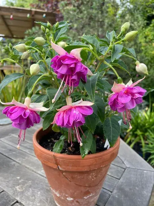 Fuchsie 