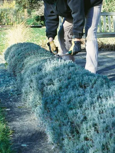 Stříhání v září 