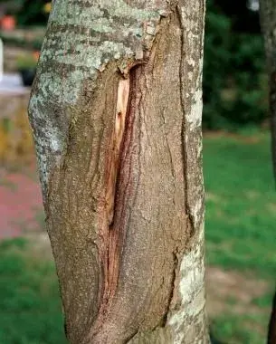 Nemocný strom