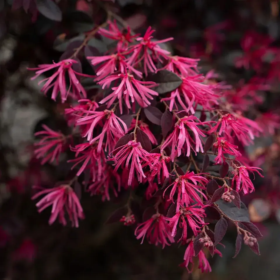 Loropetalum chinese