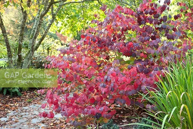 Disanthus cercidifolius