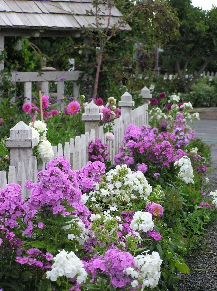 Phlox