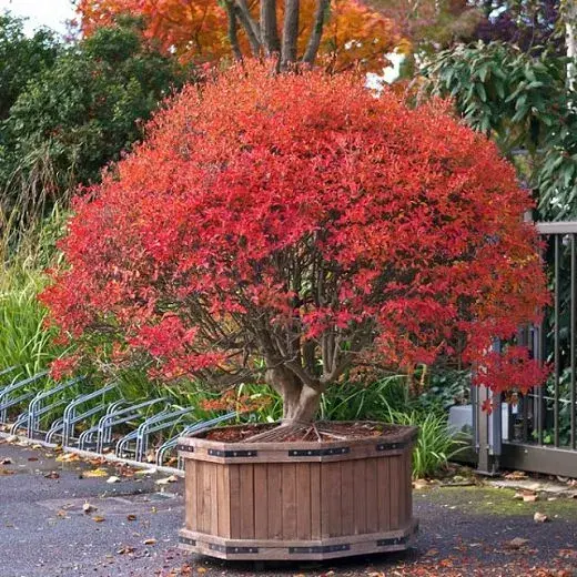 Enkianthus campanulatus