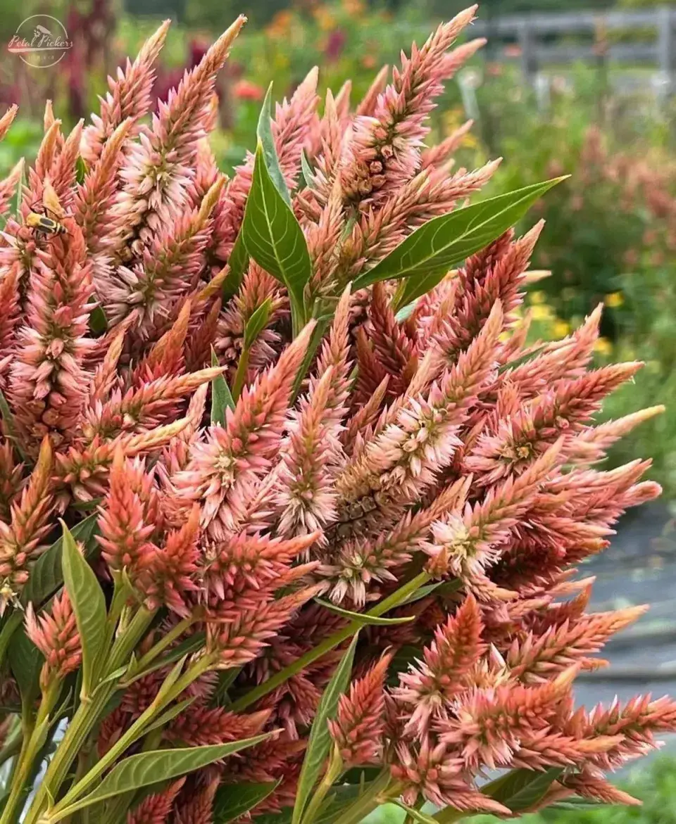Celosia spicata