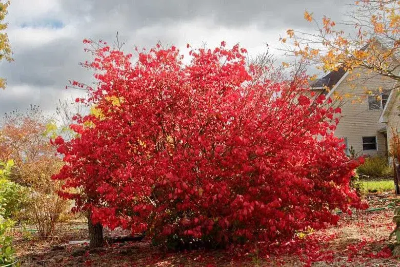 Brslen křídlatý (Euonymus alatus)
