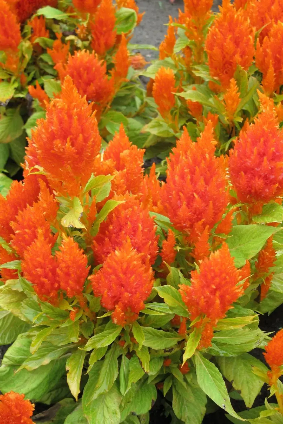 Oranžová celosie 