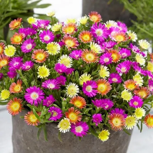 Delosperma