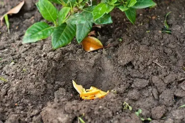 Hnojivo z banánových slupek 
