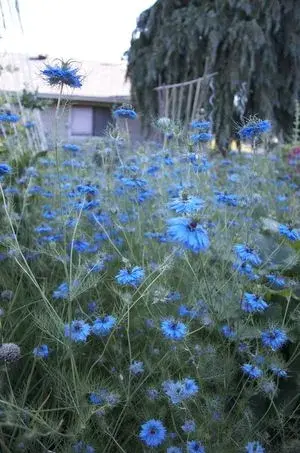 Zahrada