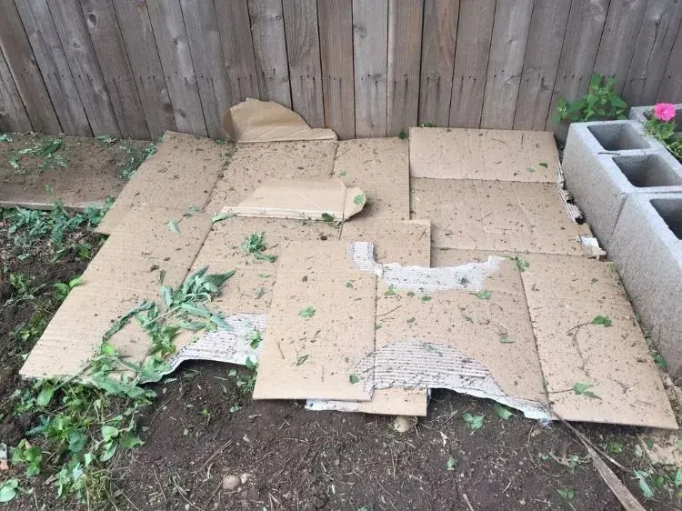 Jak proměnit trávník v záhon pomocí mulčování kartonem