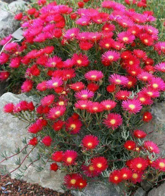 Delosperma
