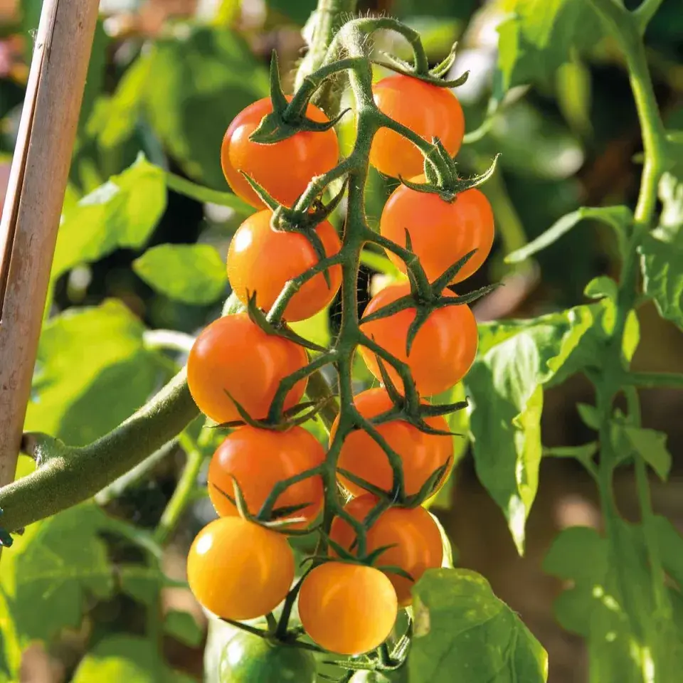 Sungold F1