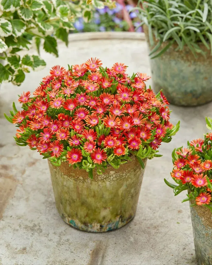 Delosperma