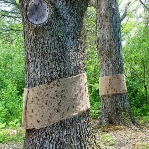 Přezimující škůdci a vlnitá lepenka na kmenu