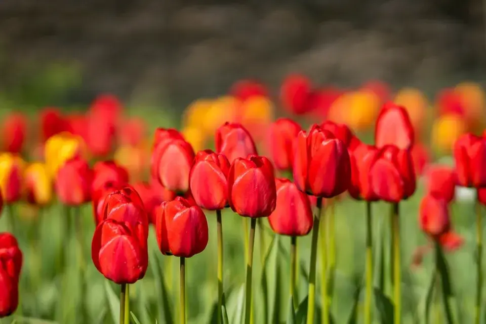 výsadba tulipánů