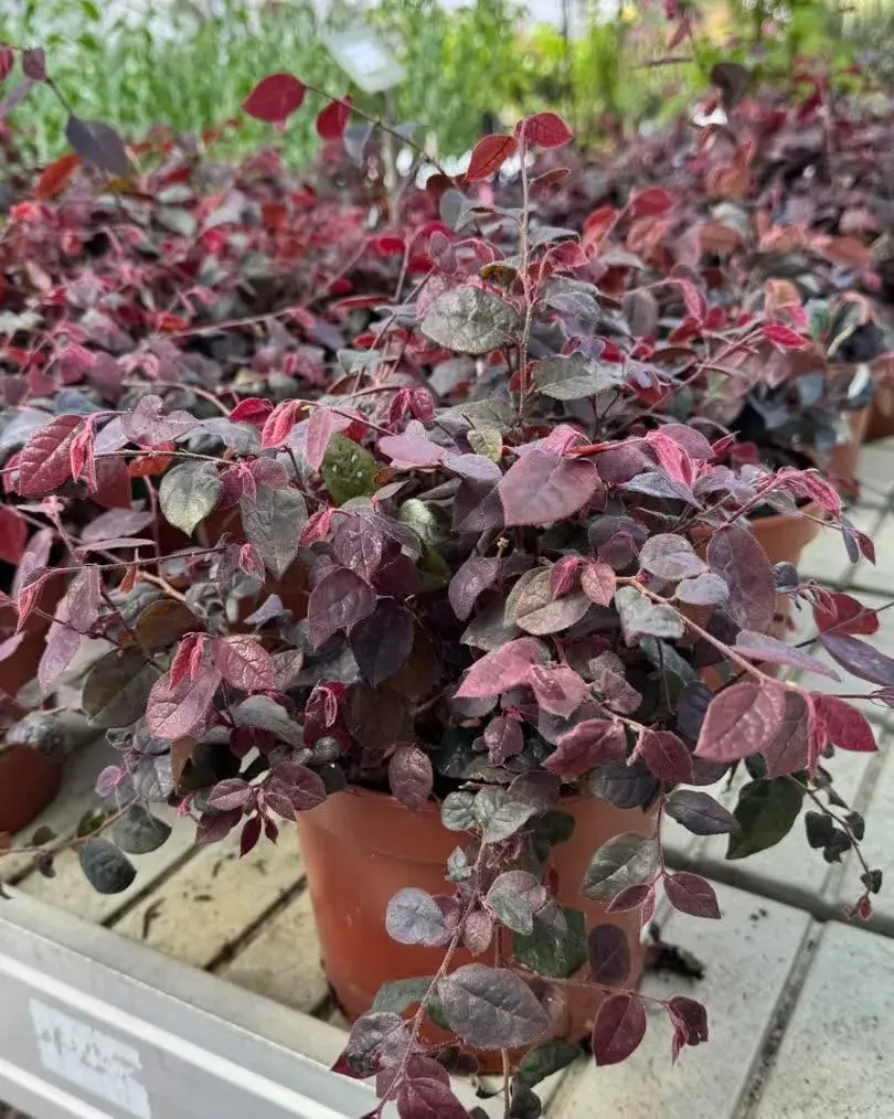 Loropetalum chinese