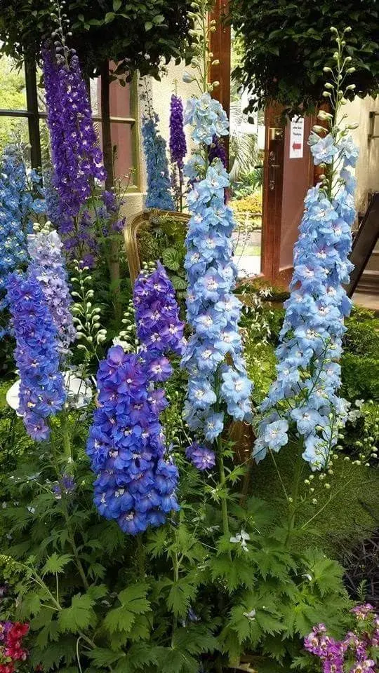 Delphinium