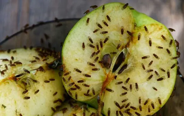 Likvidace octomilek