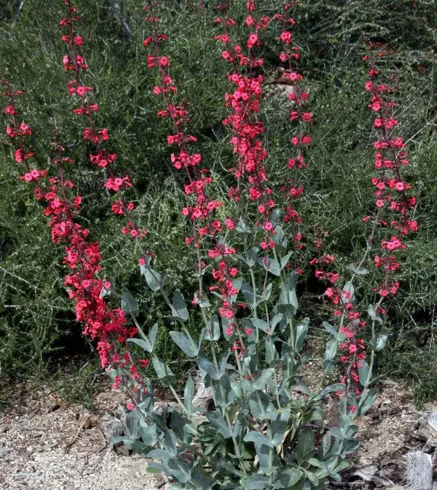 Penstemon superbus: Coral Penstemon