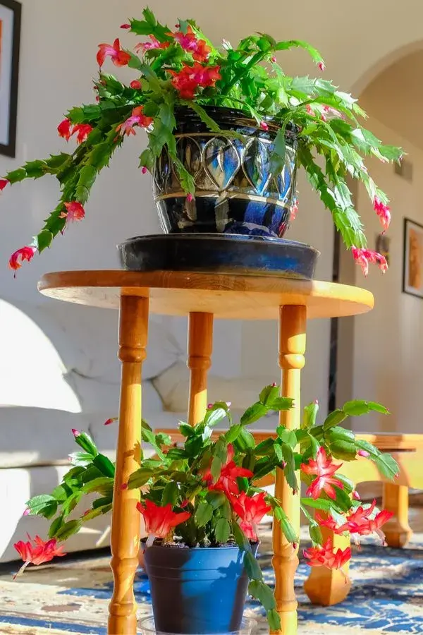Schlumbergera 