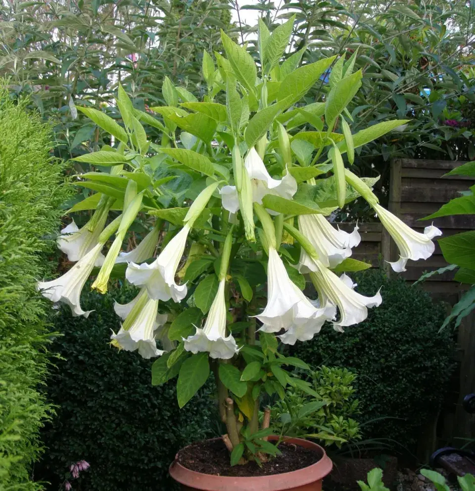 Brugmansia