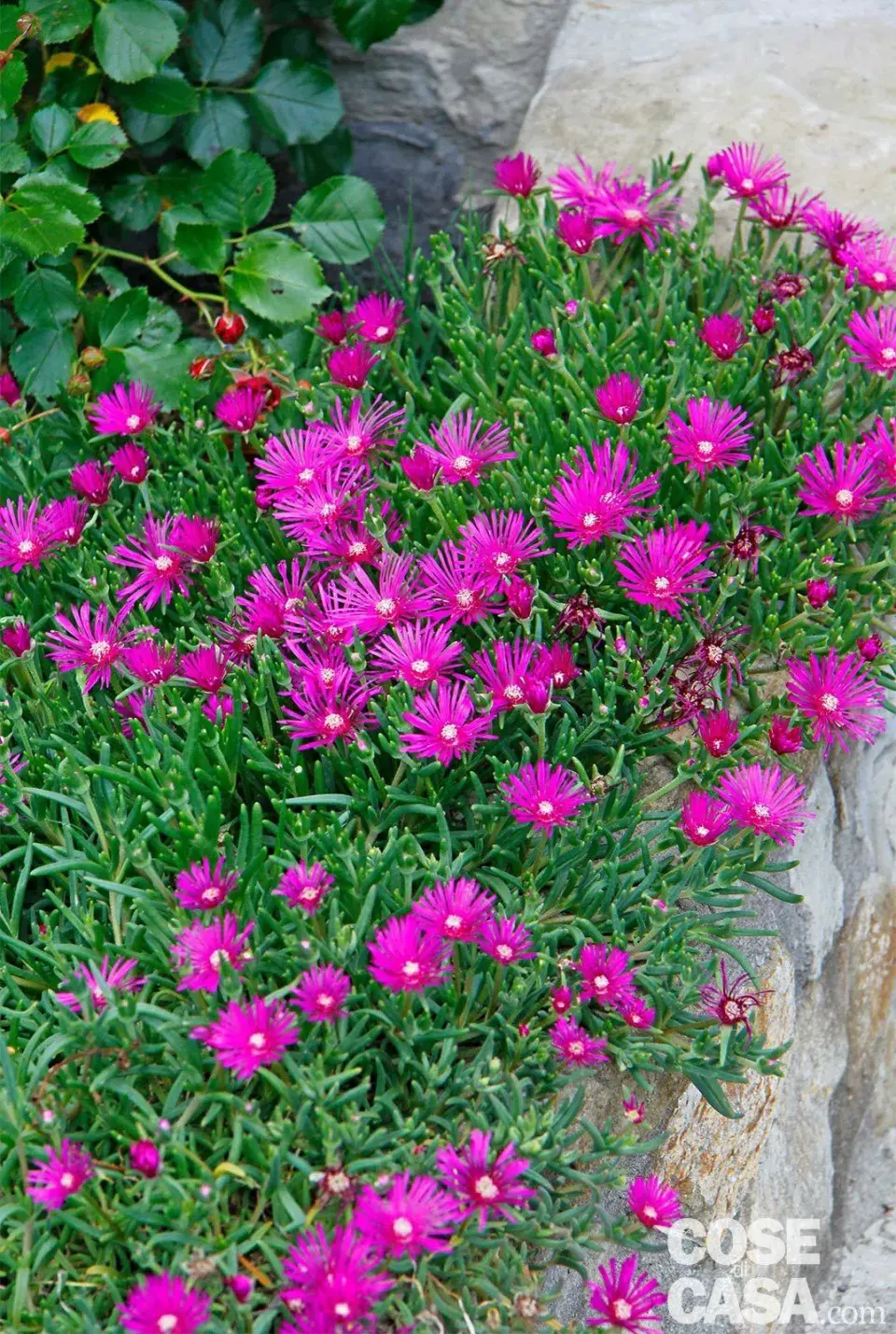 Delosperma