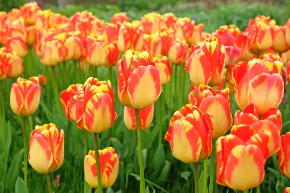 výsadba tulipánů